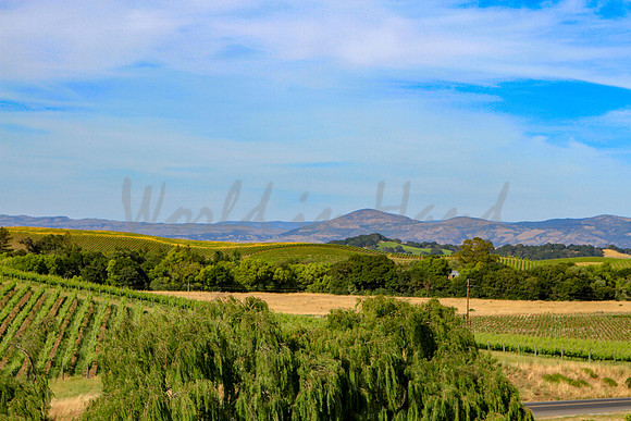 Wine country landscape