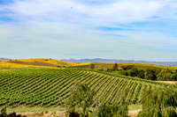 Wine country landscape
