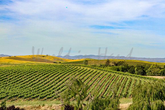 Wine country landscape