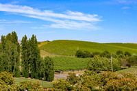 Wine country landscape