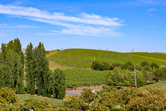 Wine country landscape