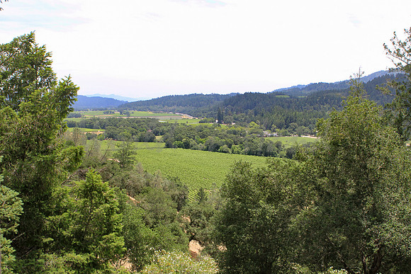 Wine country landscape