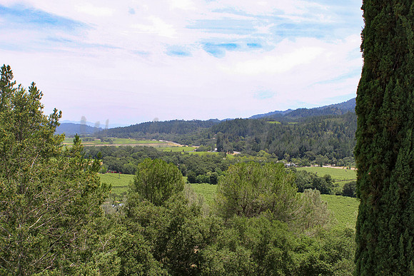 Wine country landscape