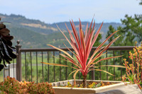 Wine country landscape