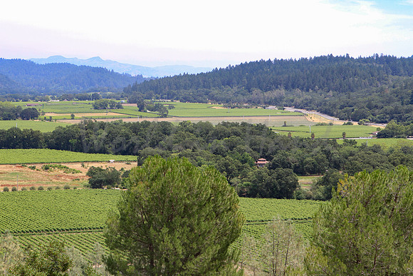 Wine country landscape