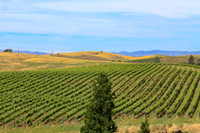 Wine country landscape