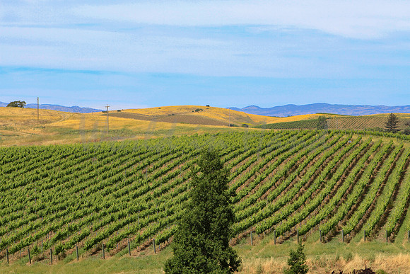 Wine country landscape