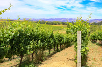Wine country landscape
