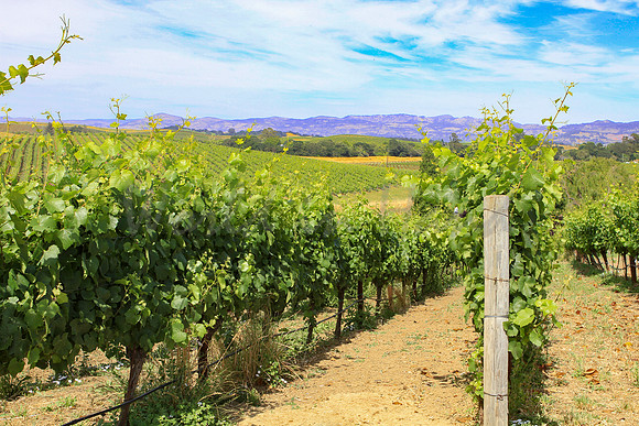 Wine country landscape