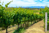 Wine country landscape