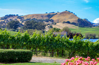 Wine country landscape