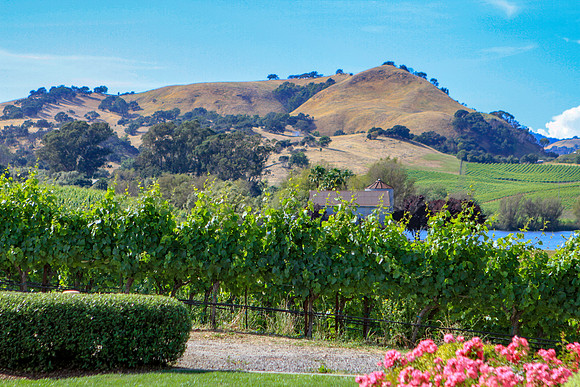 Wine country landscape