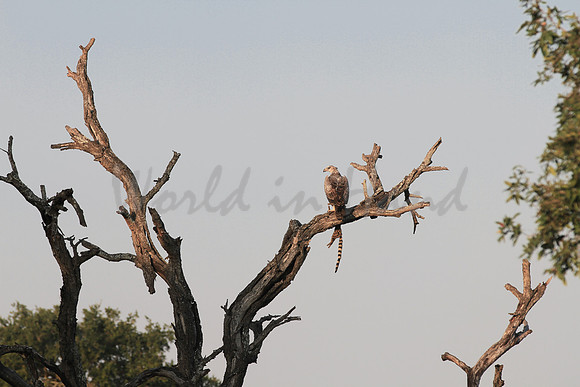 Hawk on the hunt