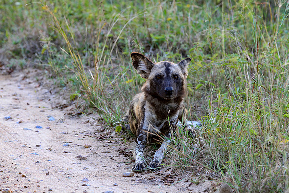 African wild dog