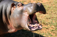Hungry Hippo