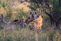 Hyena on safari