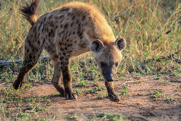 Hyena on safari
