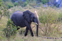 Elephants on safari