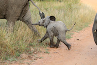 Elephant family with baby