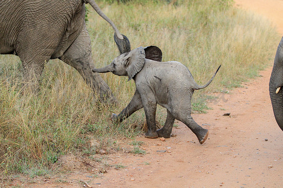 Elephant family with baby