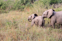 Elephant family with baby