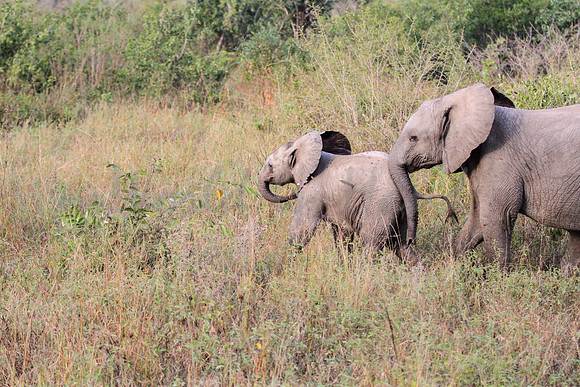 Elephant family with baby