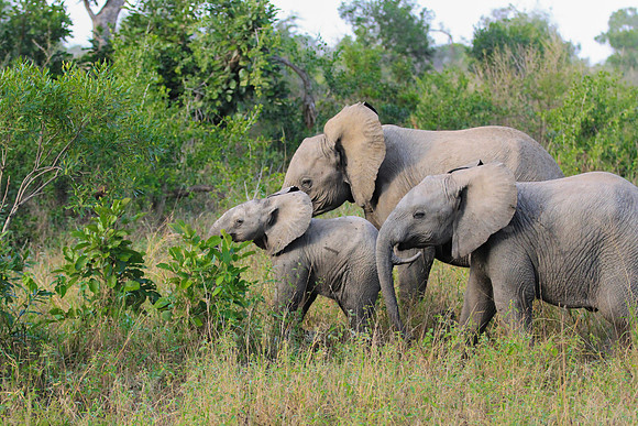 Elephant family with baby