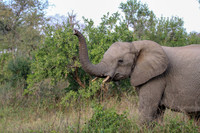 Elephants on safari