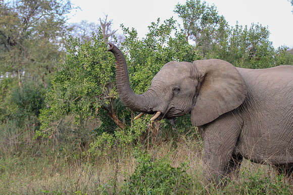 Elephants on safari