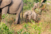 Elephant family with baby