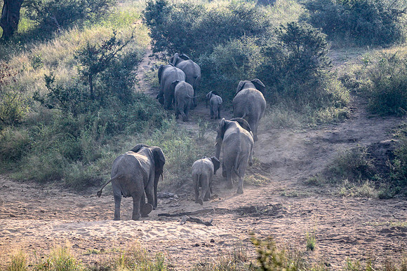 Elephant family with baby