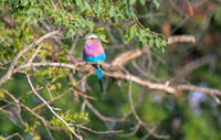Lilac Breasted Roller