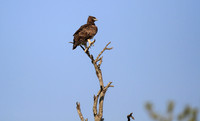 Hawk on the hunt