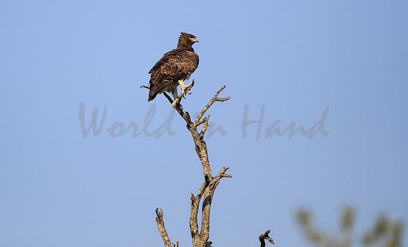 Hawk on the hunt