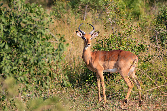 Impala