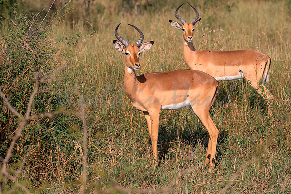 Impala