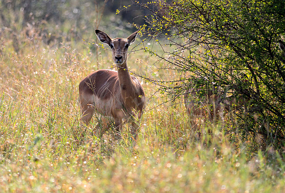 Impala