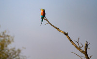 Lilac Breasted Roller