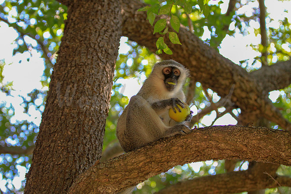 African Vervet