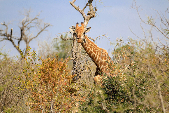 Giraffe on safari