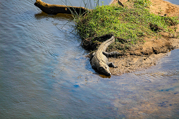 African crocodile