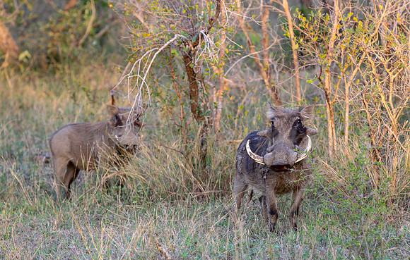 Pumbaa the warthog