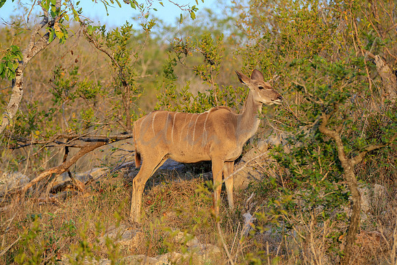 African Kudu on safari