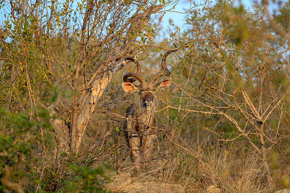 African Kudu on safari