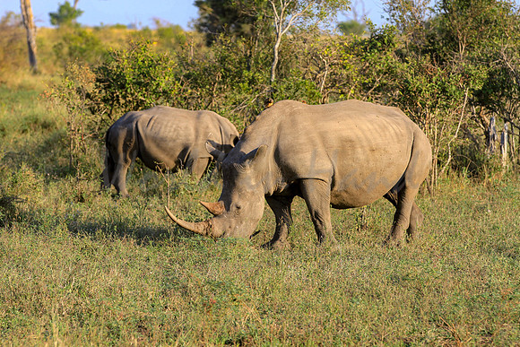 Rhinoceros on safari