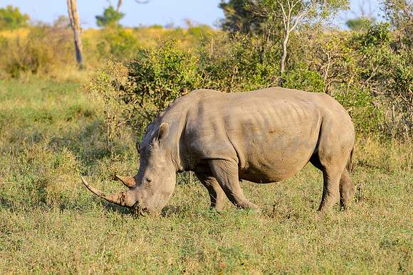 Rhinoceros on safari