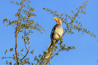 Zazu the Red Billed Hornbill