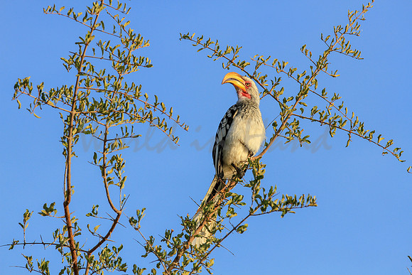 Zazu the Red Billed Hornbill