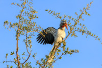 Zazu the Red Billed Hornbill