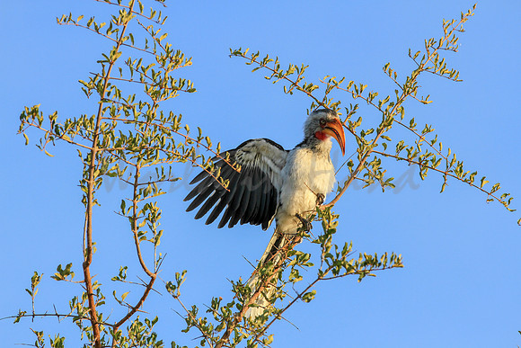 Zazu the Red Billed Hornbill